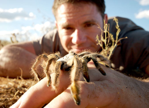 Steve Backshall mit einer Baboon Spider auf seiner Hand. Bild: Sender