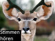Stimmen hören
