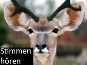 Stimmen hören