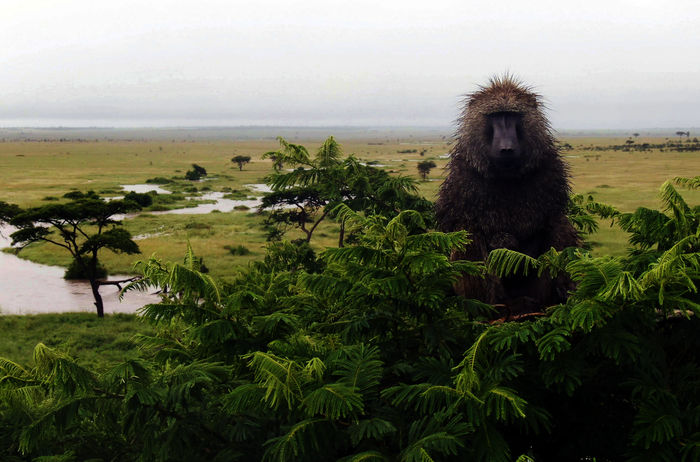 Serengeti: Die Bewohner der Serengeti haben auch mit Naturgewalten zu k&auml;mpfen. Die Regenzeit bringt so enorme Wassermassen, dass man sich gelegentlich auf einen Baum retten muss. Bild: Sender / John Downer Productions