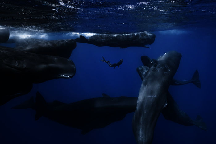 Patrick and the Whale. Bild: Terra Mater Films GmbH