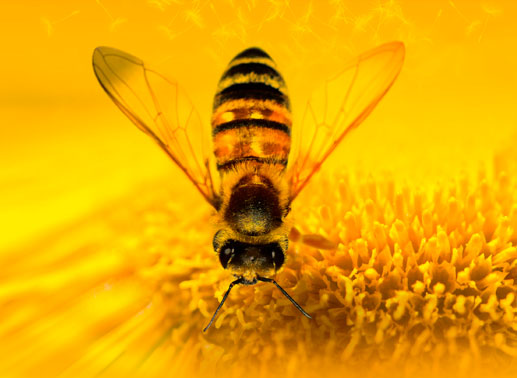 Der Filmemacher Markus Imhoof begibt sich in seinem vielfach preisgekrönten Dokumentarfilm auf die Suche nach den Ursachen des globalen Bienensterbens und fragt nach den Folgen für Mensch und Natur. Bild: Sender