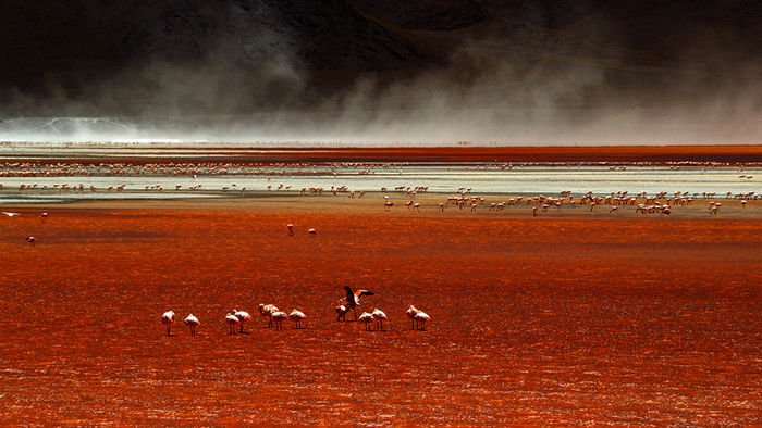 Flamingos im Laguna Colorada (Bolivien). Bild: Sender / ORF / Light and Shadow / Christian Baumeister