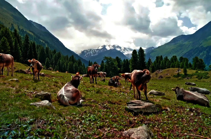 Österreich im Wandel: Der Klimawandel trifft die Almen hart – Kühe genießen hier die Sonne. Bild: Sender / SWR / Bilderfest / Nikolas Winter