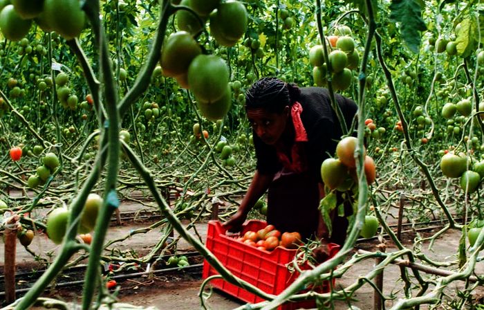 In Äthiopien erntet Arbeiterin Almengema Alemayoh Tomaten im Gewächshaus des Gemüsebauers Jan Prins. Bild: Sender / Langbein & Partner.