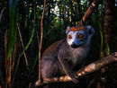 Universum: Wildes Madagaskar