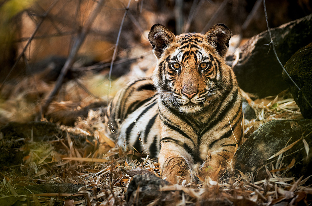 Einer von Raj Bheras Söhnen ruht nach einem ausgiebigen Mahl. Männliche Tigerjunge sind schon bald deutlich kräftiger als ihre Schwestern.Bild: Sender / WDR / BBC NHU / Theo Webb