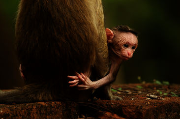 Universum-Dreiteiler im September: Fabelhafte Tierbabys