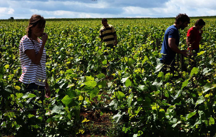 Juliette (Ana Girardot) und ihre Brüder Jean (Pio Marmaï) und Jérémie (François Civil) sowie ihr Angestellter Marcel (Jean-Marc Roulot) prüfen, ob die Trauben reif zur Ernte sind. Bild: Sender / ZDF / Emmanuelle Jacobson-Roques.