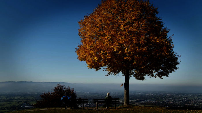 Weites Land: Aussichtspunkt Bildstein Baum im Herbst. Bild: Sender / ORF / Feuer & Flamme Film