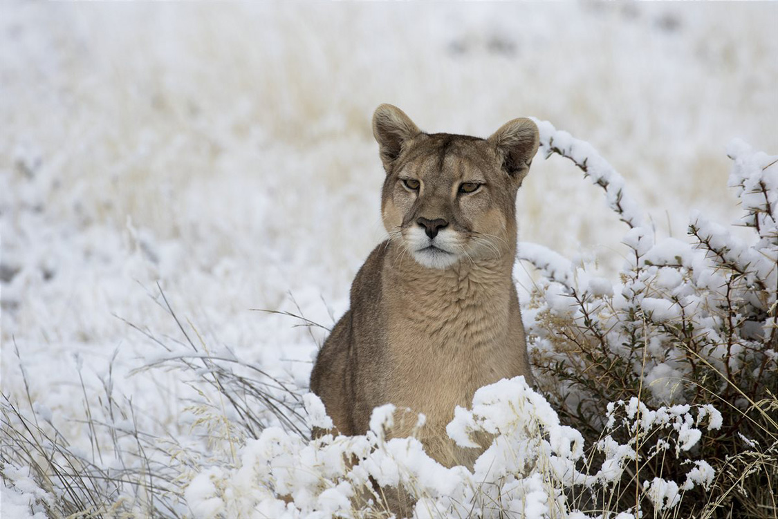 Ein Pumaweibchen in winterlicher Umgebung. Bild: Terra Mater Factual Studios / Wildlife Films / Nicolas Lagos