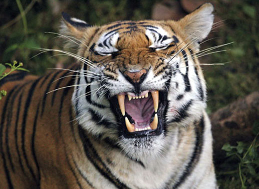 Nahezu lautlos schleicht der Tiger durch das Unterholz. Er hat seine Beute fest im Blick. Mit einem Überraschungsangriff schlägt die Raubkatze zu. Bild: ZDF und BR/BBC/John Downer 2008