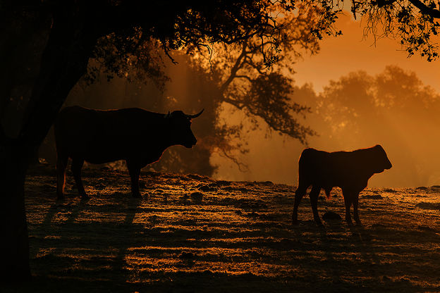 Bild zu: Terra Mater - Dehesa: Spaniens Serengeti